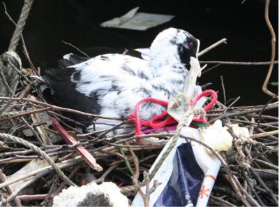 Meerkoet in zijn nest met verschillende voorwerpen - waaronder rood touw, geld en een foto - die hij heeft gekregen van de kunstenares Sema Bekirovic.